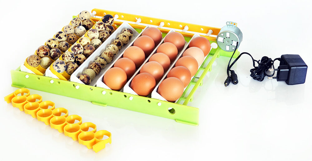 Comment placer les œufs dans l'incubateur